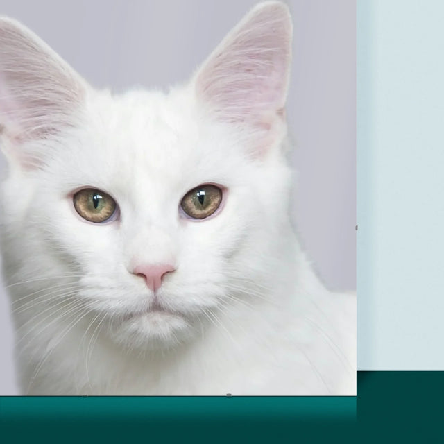 Foto Und Unterschrift: Dieses Haus Wird Vom Haustier Regiert - Poster