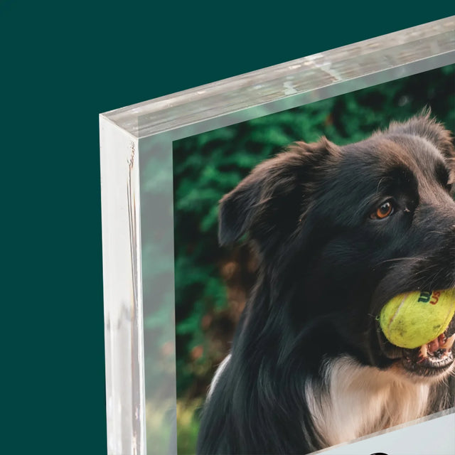 Foto Und Unterschrift: Haustier Definition - Druck Auf Acrylglas