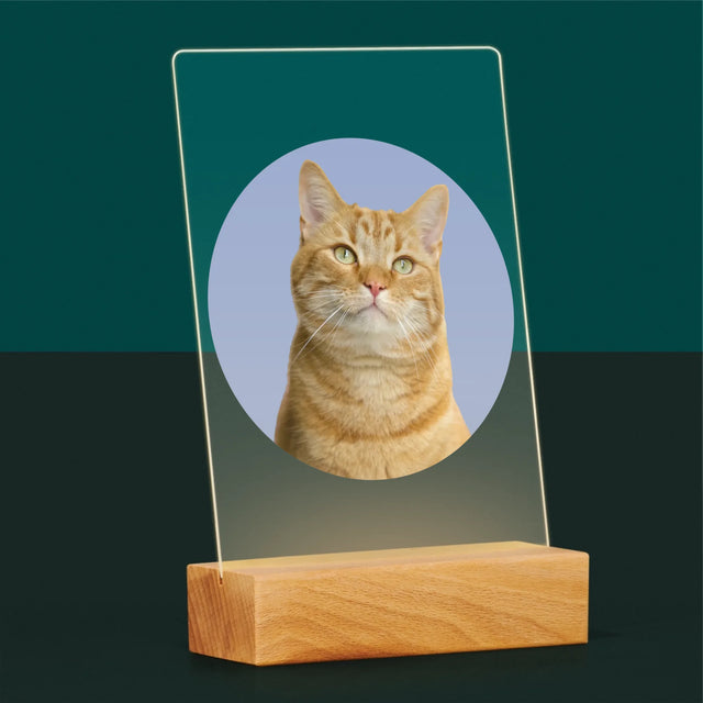 Foto: Deine Katze - Druck Auf Acrylglas
