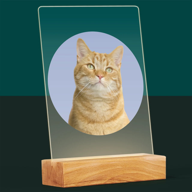 Foto: Deine Katze - Druck Auf Acrylglas