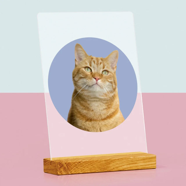 Foto: Deine Katze - Druck Auf Acrylglas