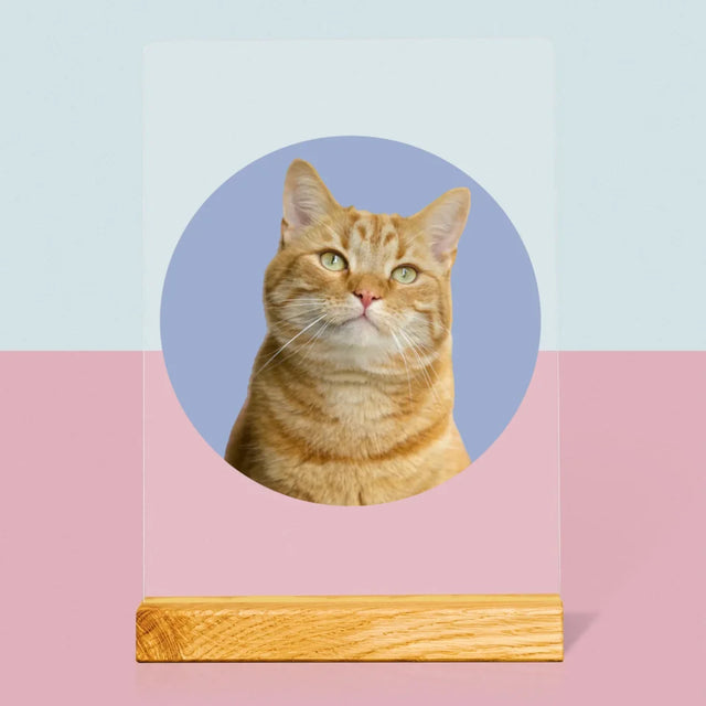 Foto: Deine Katze - Druck Auf Acrylglas