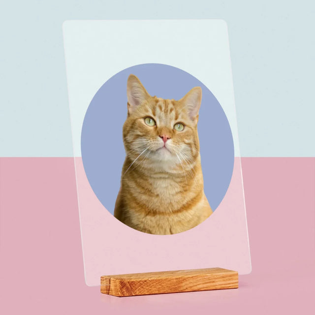 Foto: Deine Katze - Druck Auf Acrylglas