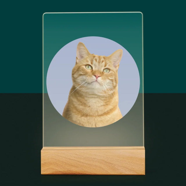 Foto: Deine Katze - Druck Auf Acrylglas