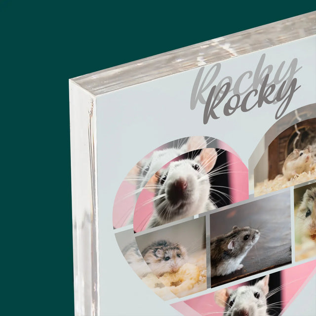 Fotocollage: Hamster - Druck Auf Acrylglas