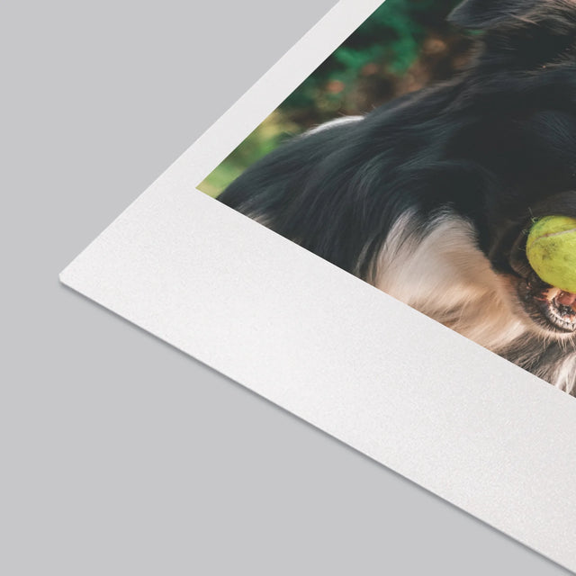 Foto Und Unterschrift: Haustier Definition - Schreibtischunterlage