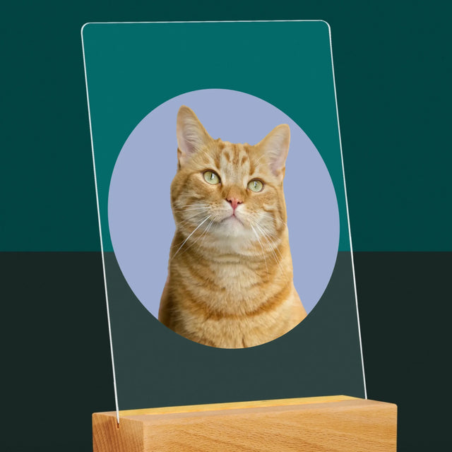 Foto: Deine Katze - Druck Auf Acrylglas