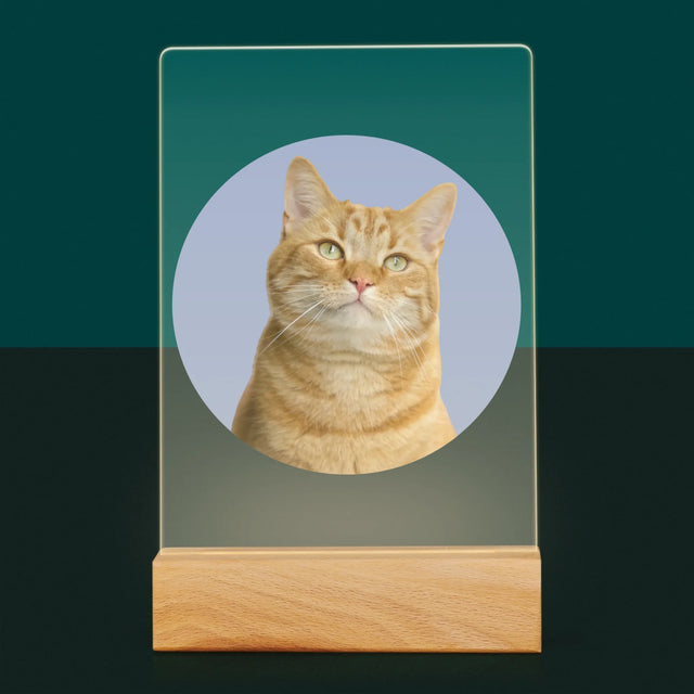 Foto: Deine Katze - Druck Auf Acrylglas